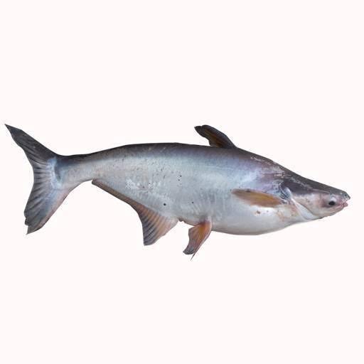 SILVER CATFISH (OBOKUN) 1KG