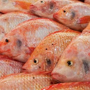 RED TILAPIA FISH 1KG